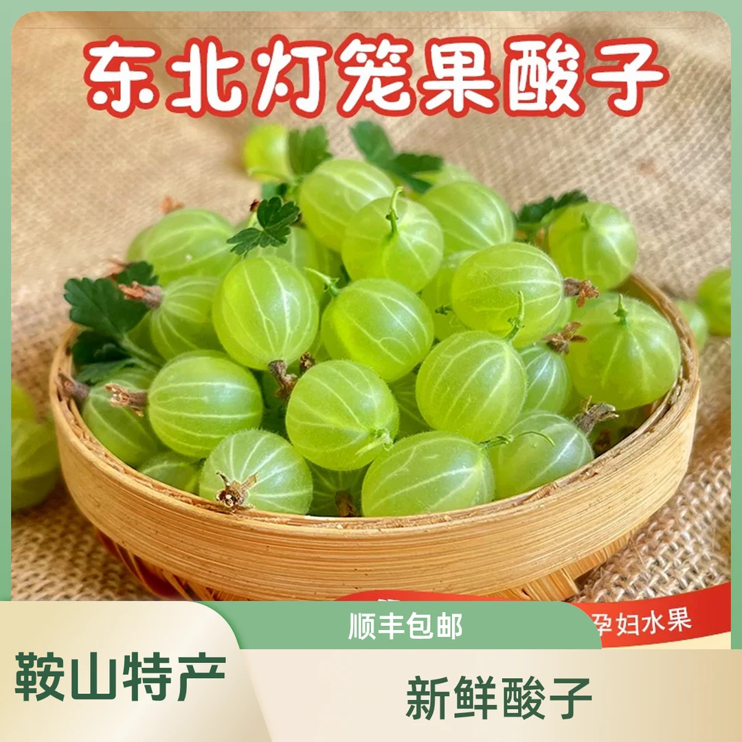 【鞍山特产】鹅莓酸子鲜果灯笼果新鲜孕妇宝宝纯酸鹅梅醋栗顺丰包邮0.5、1、2、3、4、5斤