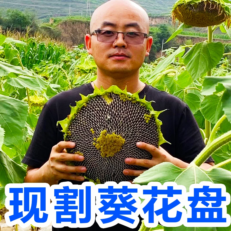 向日葵新鲜葵花籽新鲜葵花盘湿葵花生瓜子向日葵花盘带盘葵花头