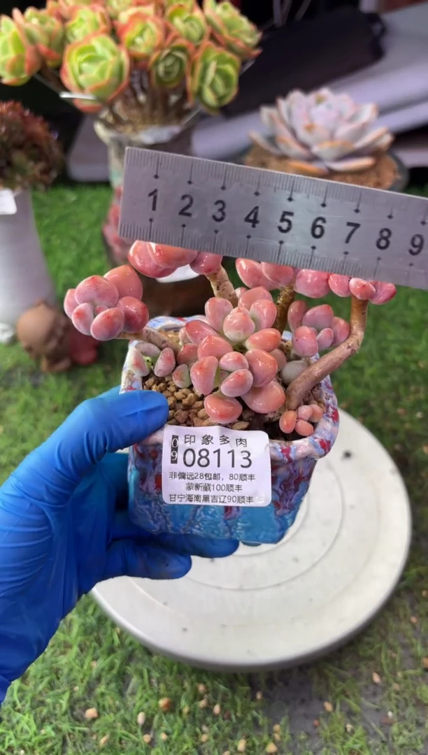 昆明印象多肉08113
