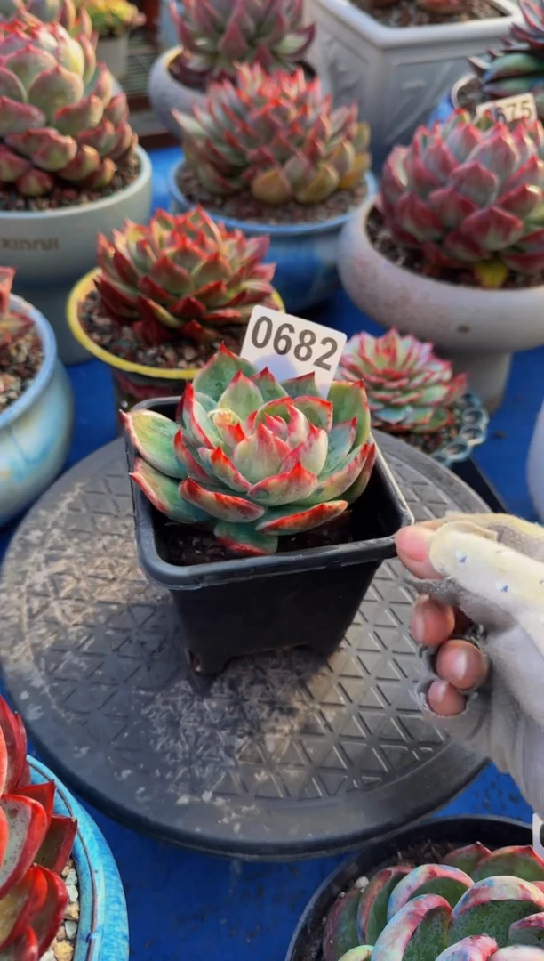 【闪购商品】0682惊鸿仙子（裸根发货）