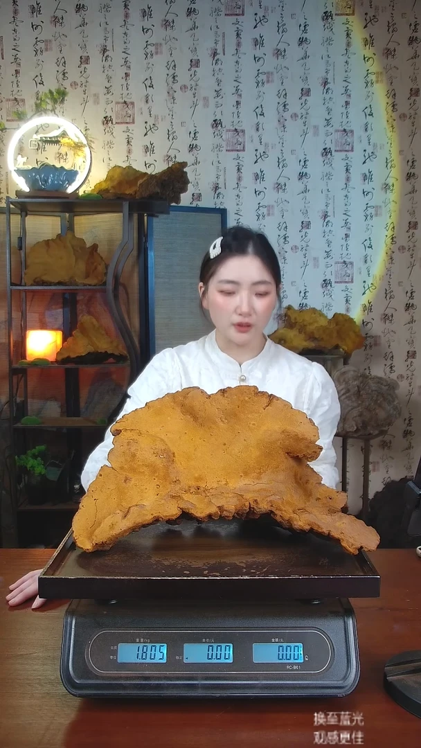 松针层孔菌中国大陆【藏区 野生】松树桑黄（3.61斤）40-50年份