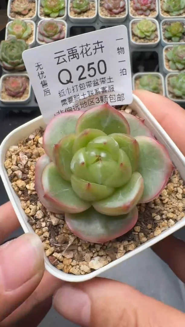 傲***子250一物一拍6.5cm精控盆
