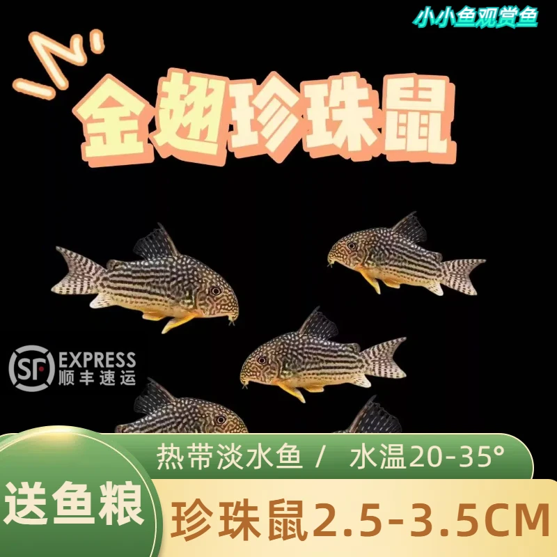 【顺丰发货】金翅珍珠鼠工具鱼翻沙清理残渣热带淡水观赏鱼
