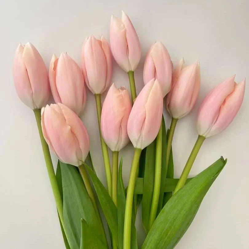粉色郁金香鲜切花家用商务插花连云港基地直发