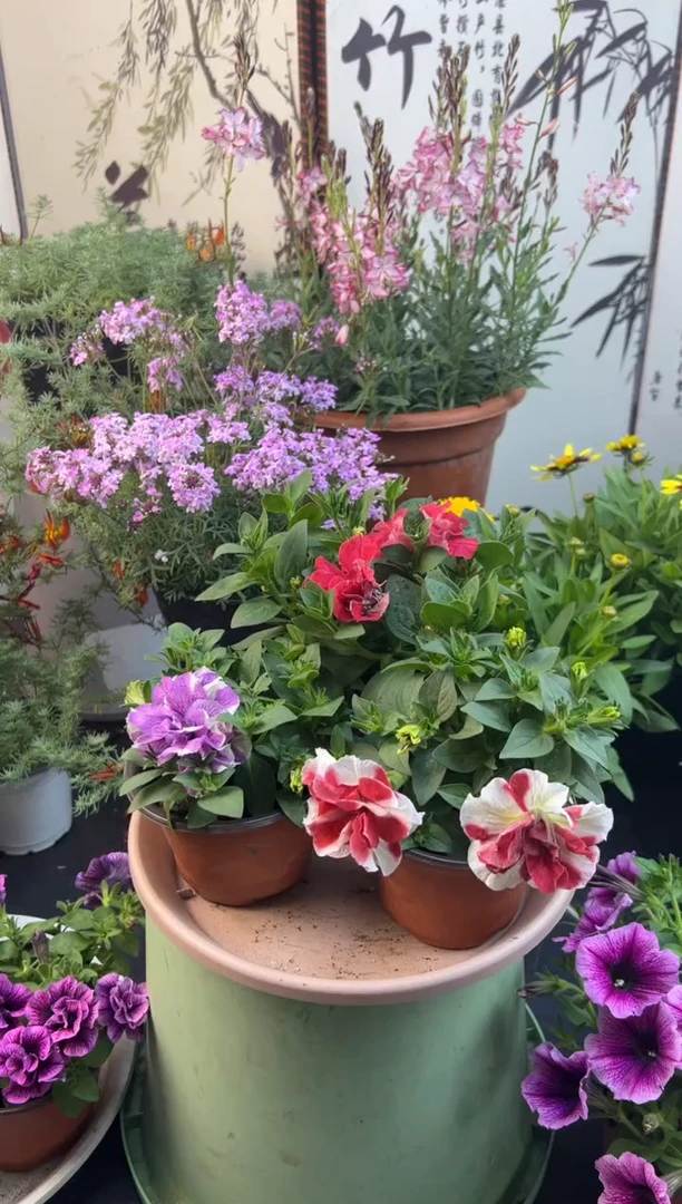 当前无花栽培后可以开花三盆 偏小苗 （水红+猩红波纹+薰衣草）