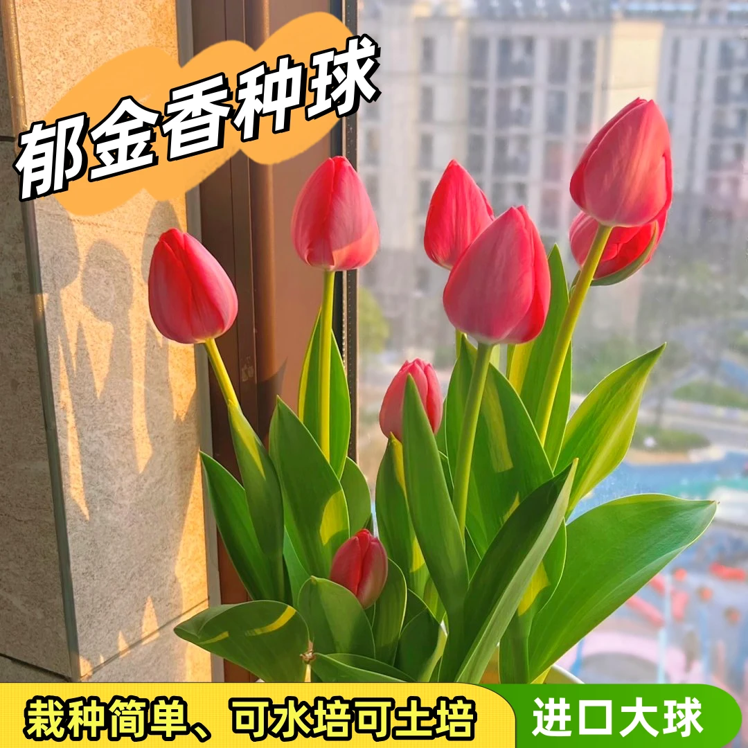 荷兰进口郁金香种球水土培花卉植物五度带芽种子12+大球