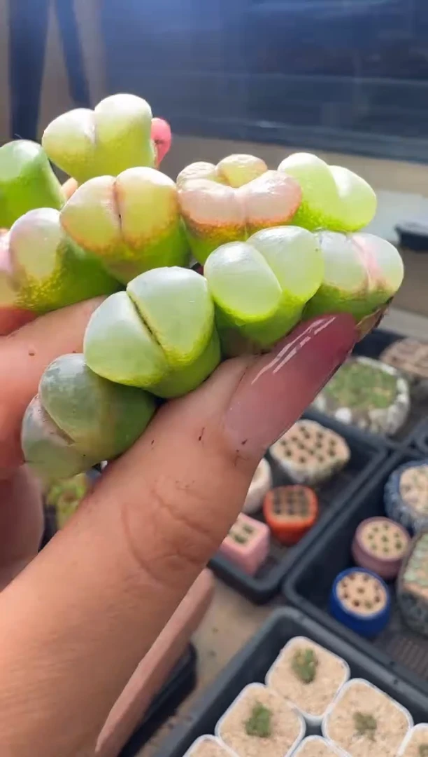 27-116多肉植物肉锥安娜玫瑰一颗