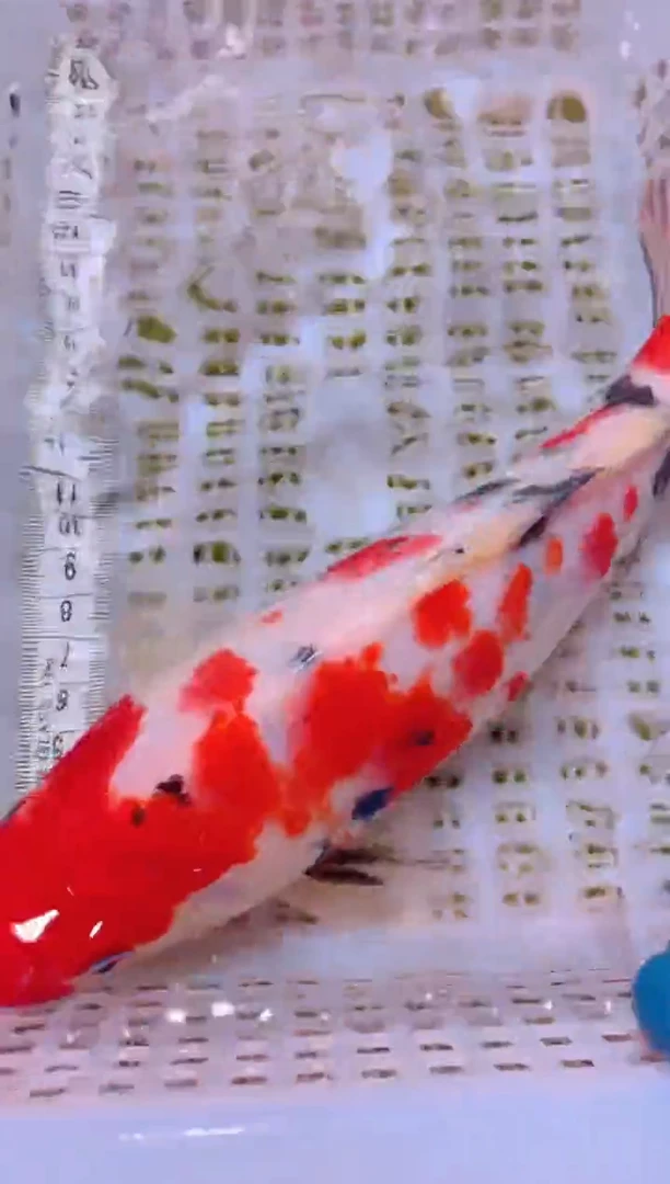 锦鲤冷水观赏鱼全场包邮22