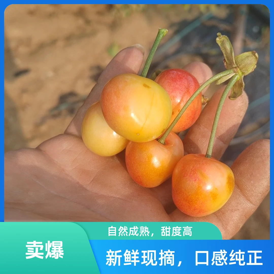 特价大连明珠樱桃 混等有叶磨 6-10克  J新鲜水果明珠