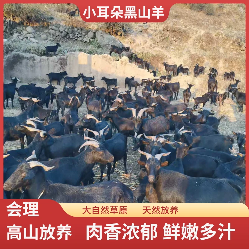 四川会理农家散养黑山羊肉新鲜原切3斤/5斤装