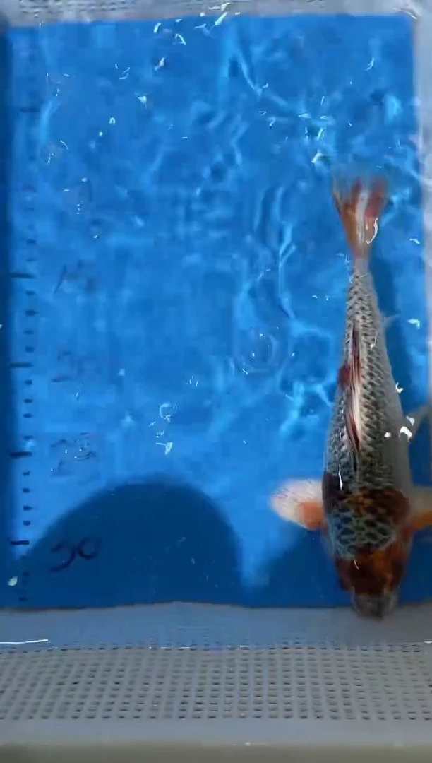 锦鲤拍开箱视频爆氧视频包售后包邮