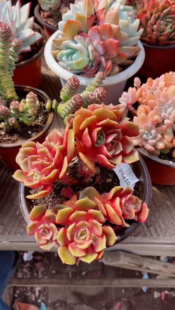 【闪购商品】23410