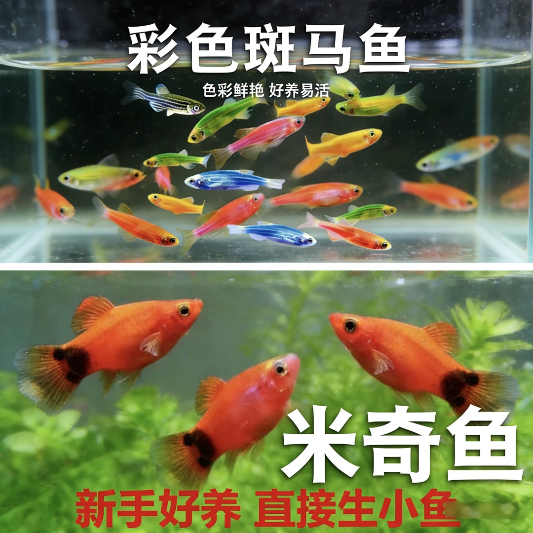 ·20条生小鱼的米奇+斑马鱼组合小型热带淡水观赏鱼好养新手练手鱼