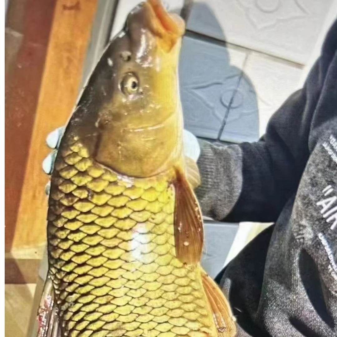 密云水库20斤以上大鱼鲤鱼