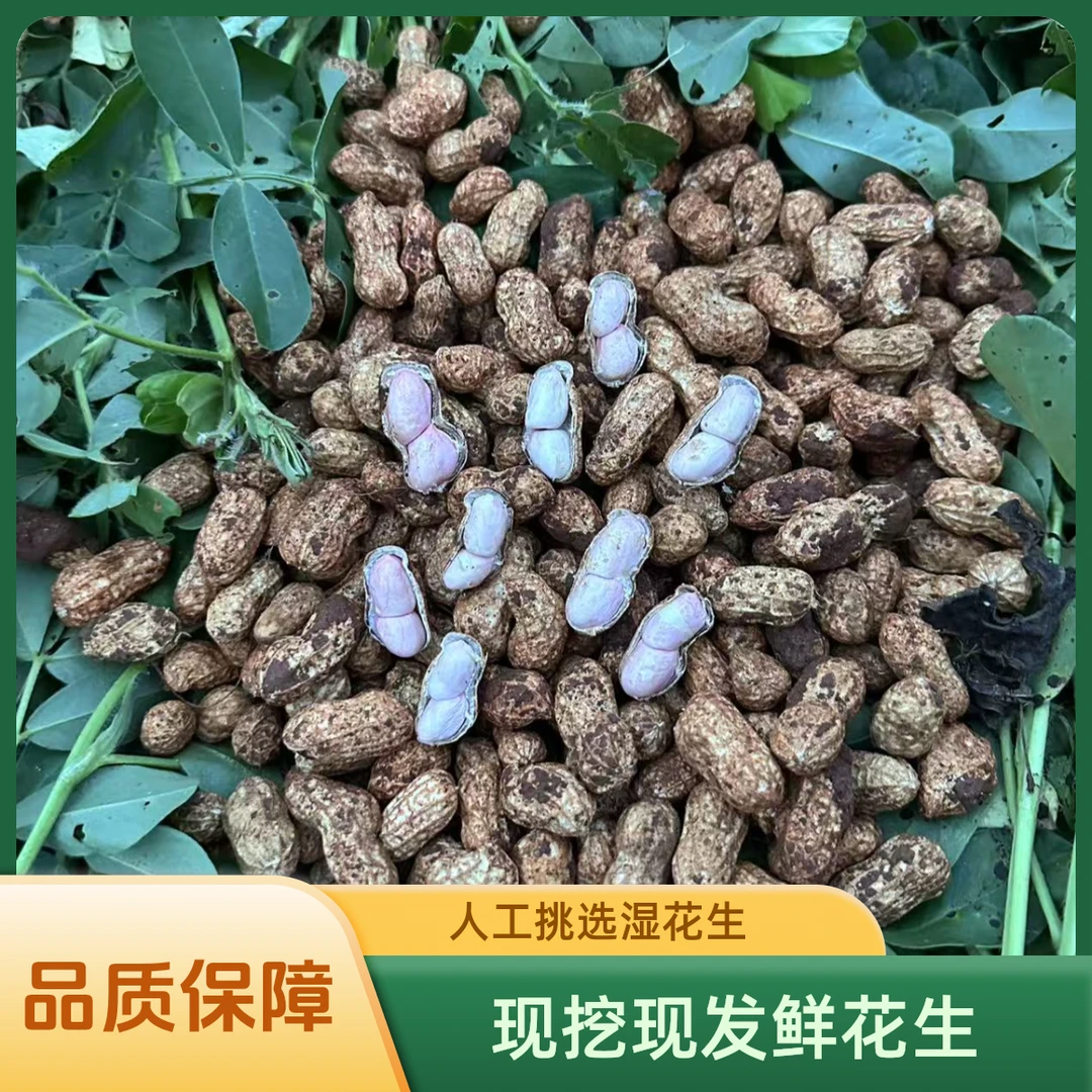 2025年刚出土新鲜粉皮花生现摘现发带壳生花生现挖现卖带泥湿花生