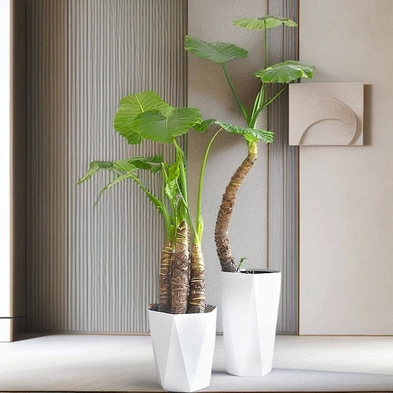 绿色客厅四季大型大叶绿植盆栽吸甲醛盆景霸王芋开吸甲醛大叶绿植