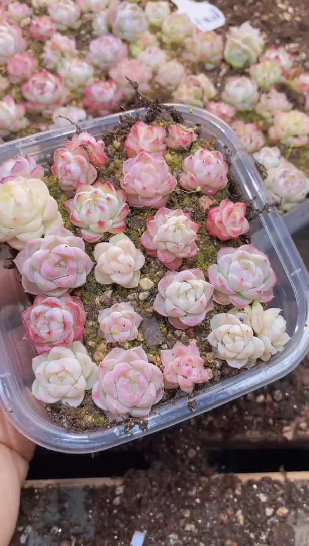 【闪购商品】015A级女王量拍1盒