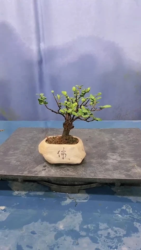 无花朵翠米茶翠米茶翠米茶翠米茶