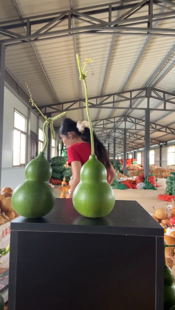 苍**松004天然葫芦摆件 一物一拍龙头不保售后