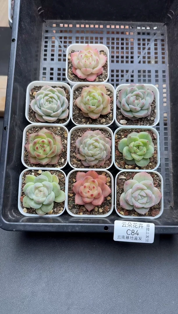 珍妮杂交多肉C84