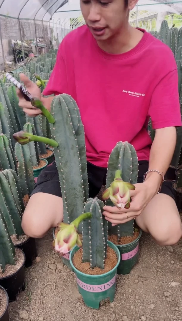 【带根】15 20 30cm 量天尺