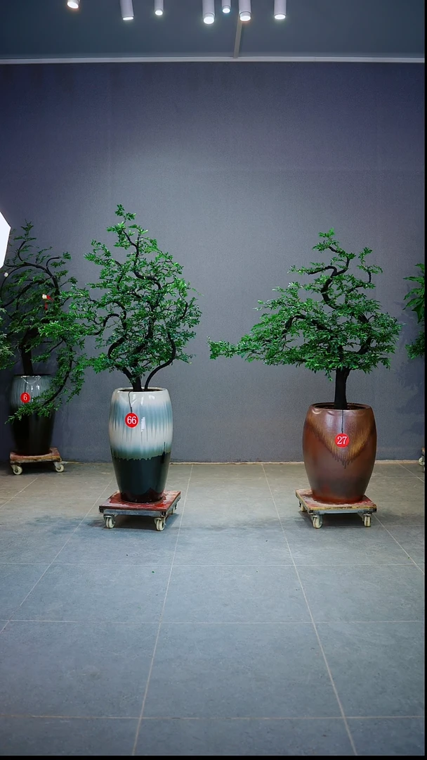 当前无花朵，栽培后可花朵欧*明一物一拍绿植