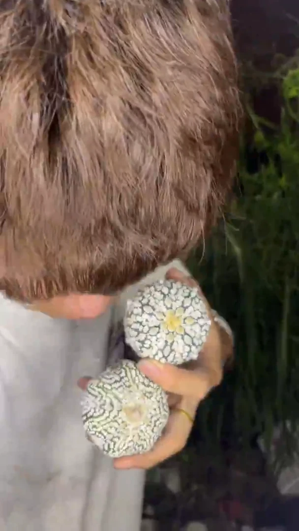 2颗【精品】超浓白兜 实生根 4-6cm