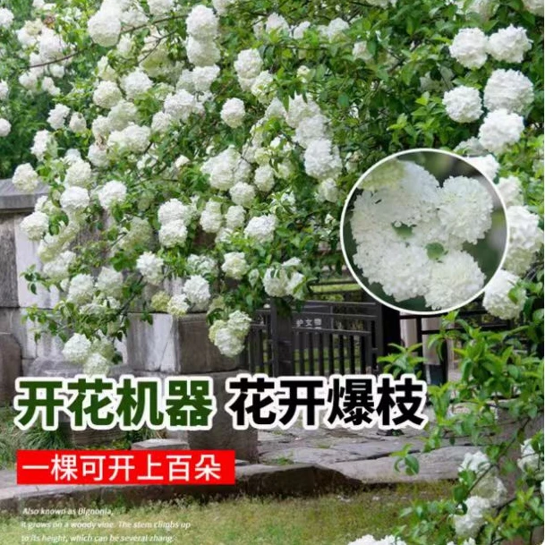 中华木绣球斗球别墅庭院阳台花卉白色大花绣球花耐热耐寒绿植花卉
