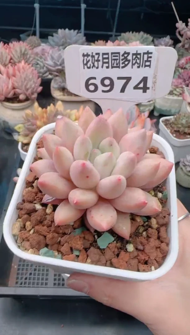 【闪购商品】6974水晶球