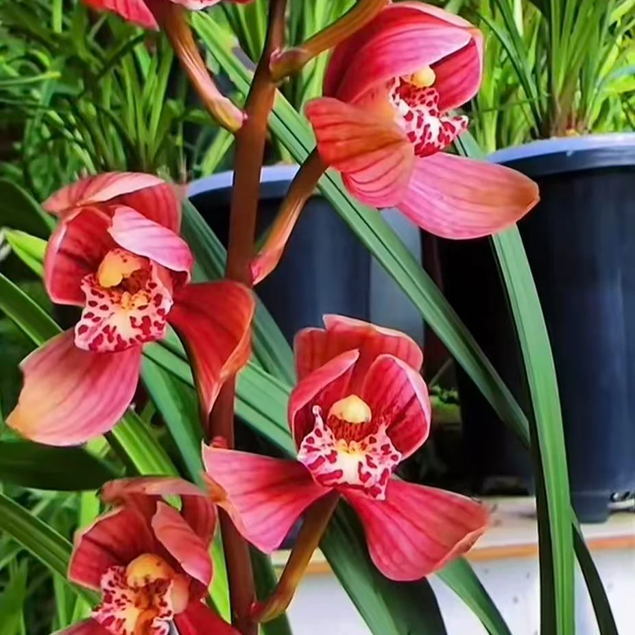 古北壹号优选【紫韵荷】建兰带花苞开花浓香型 兰花直播