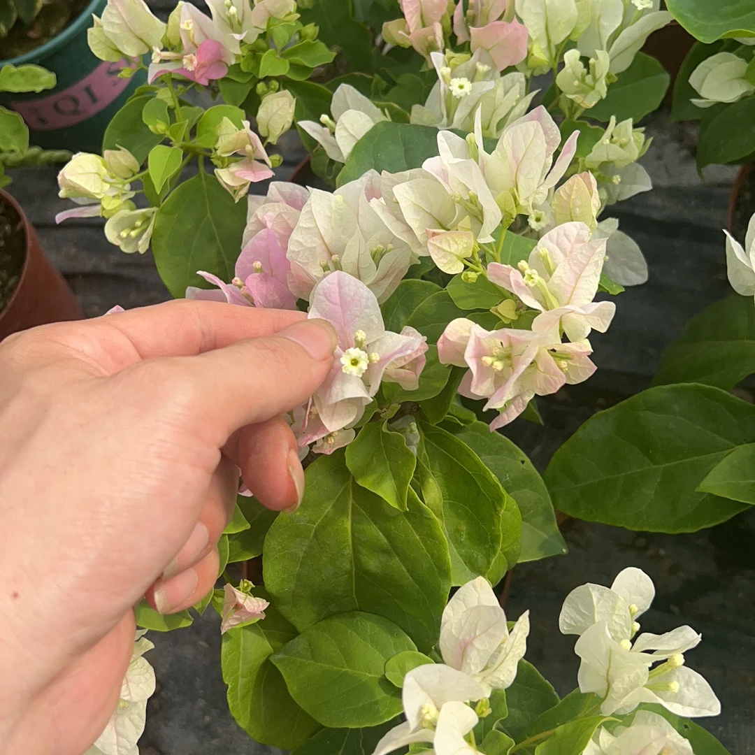 三角梅盆景拍拍（一物一拍）