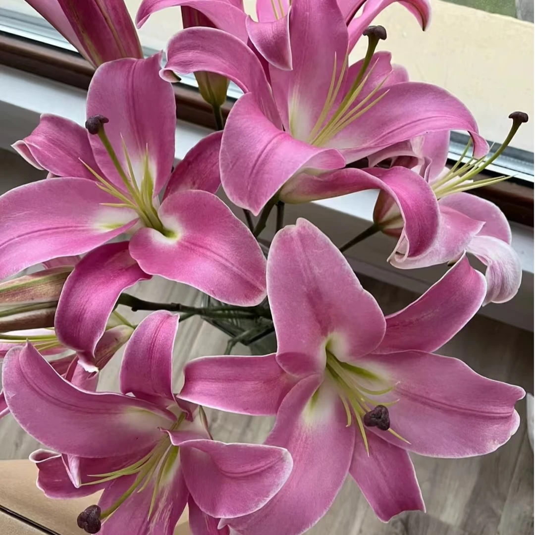 【普拉芬多30cm+】单瓣香水百合花种球庭院阳台花球