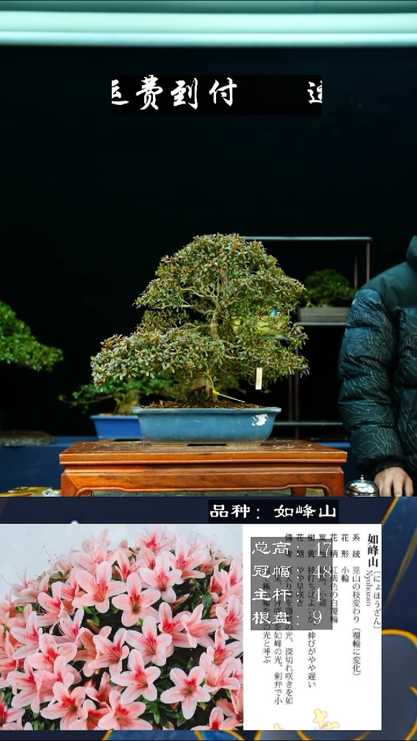 【闪购商品】无01185