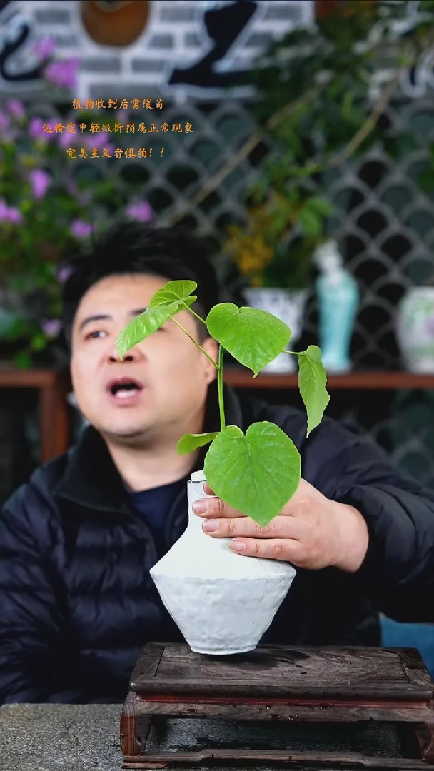 大部分开放少量花苞爱心榕068+