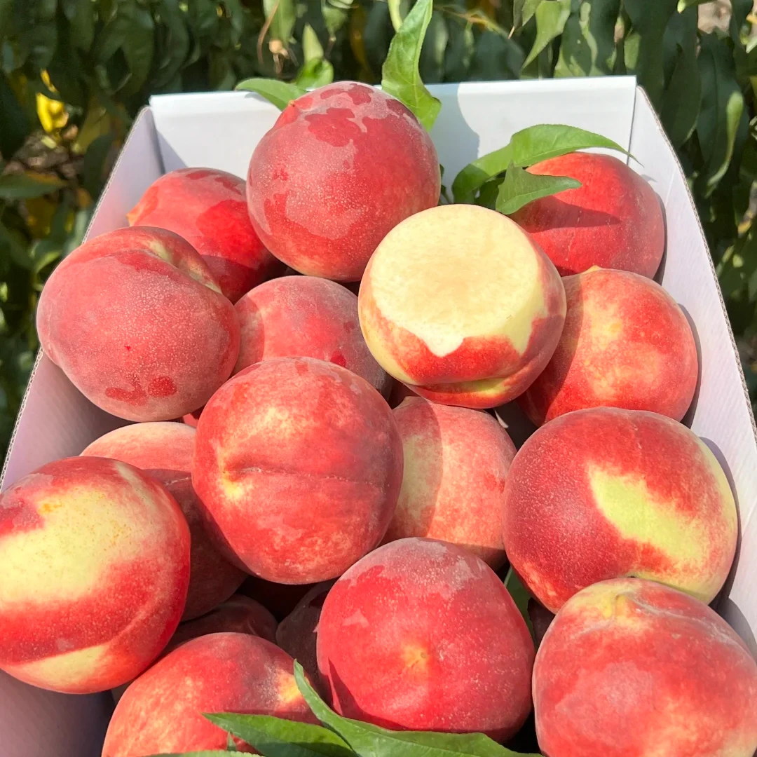 【金秋红蜜】山东金秋红蜜桃脆桃新鲜采摘产地直发