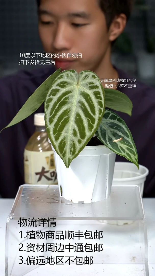 完全开放银色面纱花烛