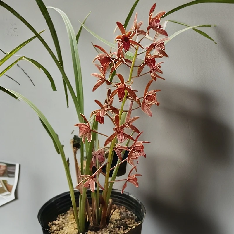 【蜜蜂兰】兰花苗清香型室内绿植花卉盆栽建兰春兰建兰蕙兰文大将军