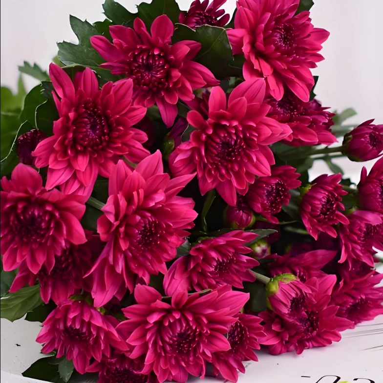 （紫丹特）小雏菊东北基地现采直发顺丰包邮生鲜切花