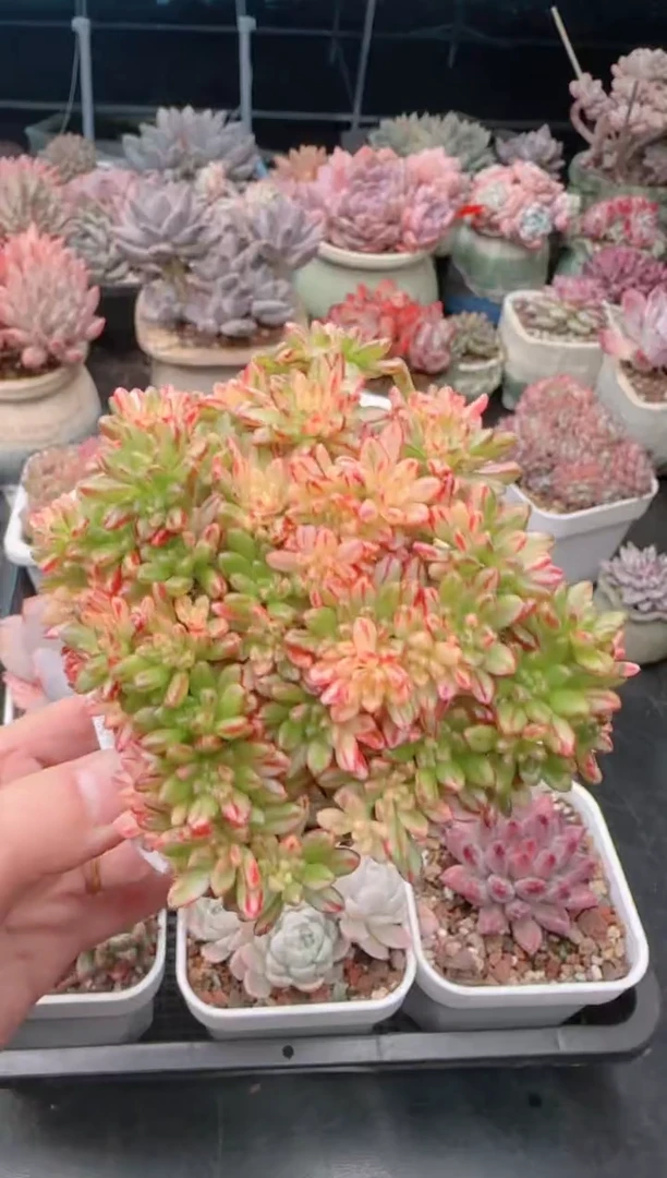 【闪购商品】6948小人祭锦