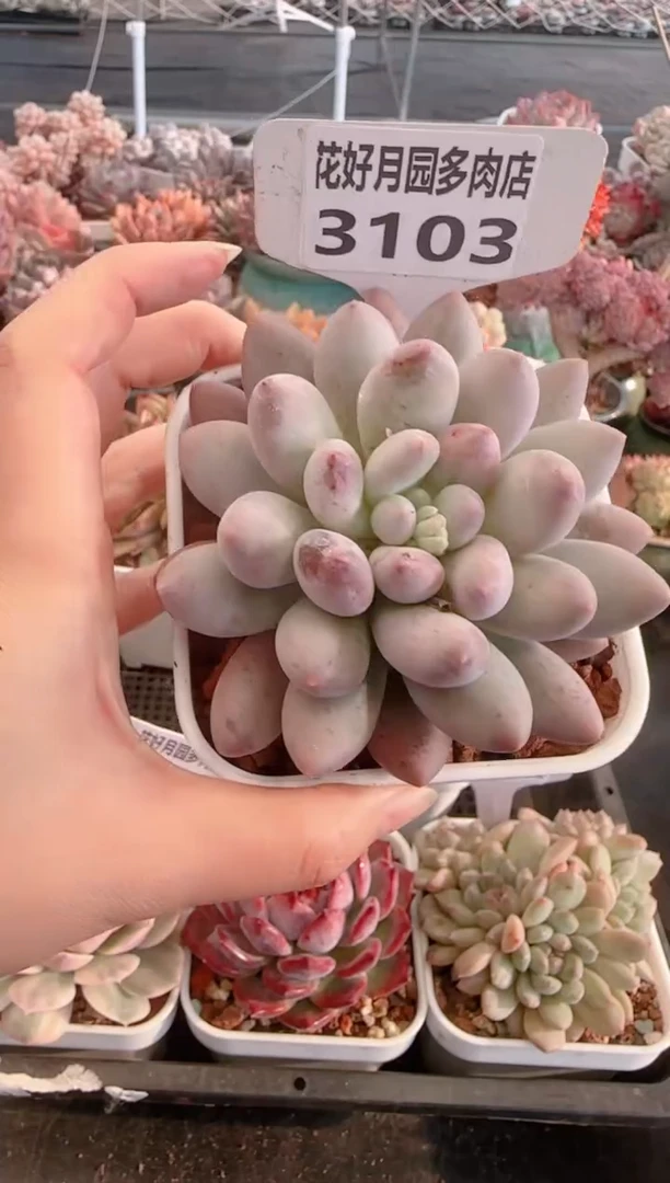 【闪购商品】3103.