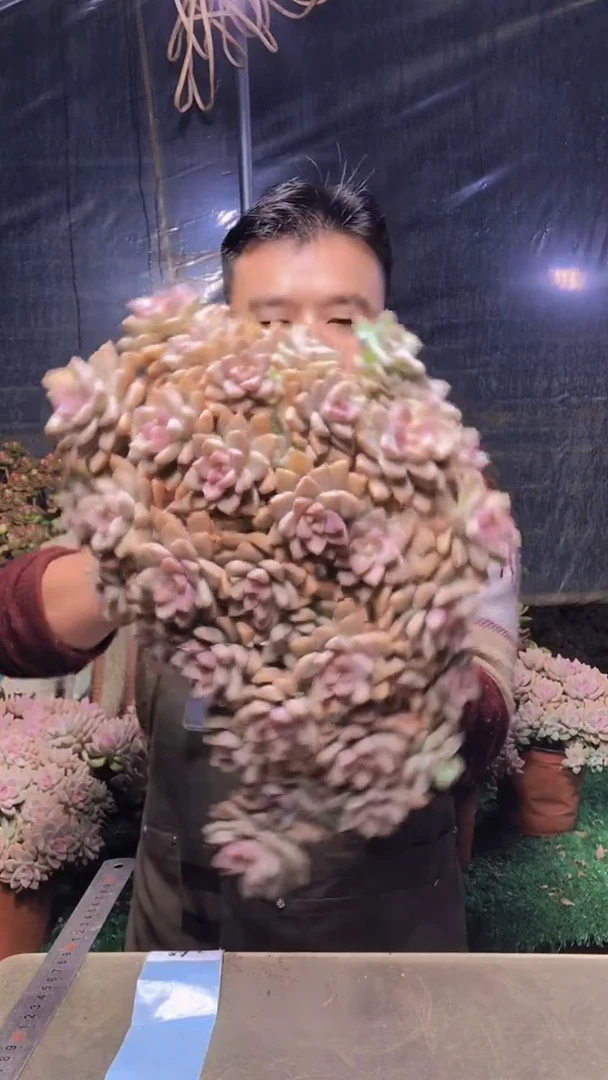 268淡雪缀化一物一拍