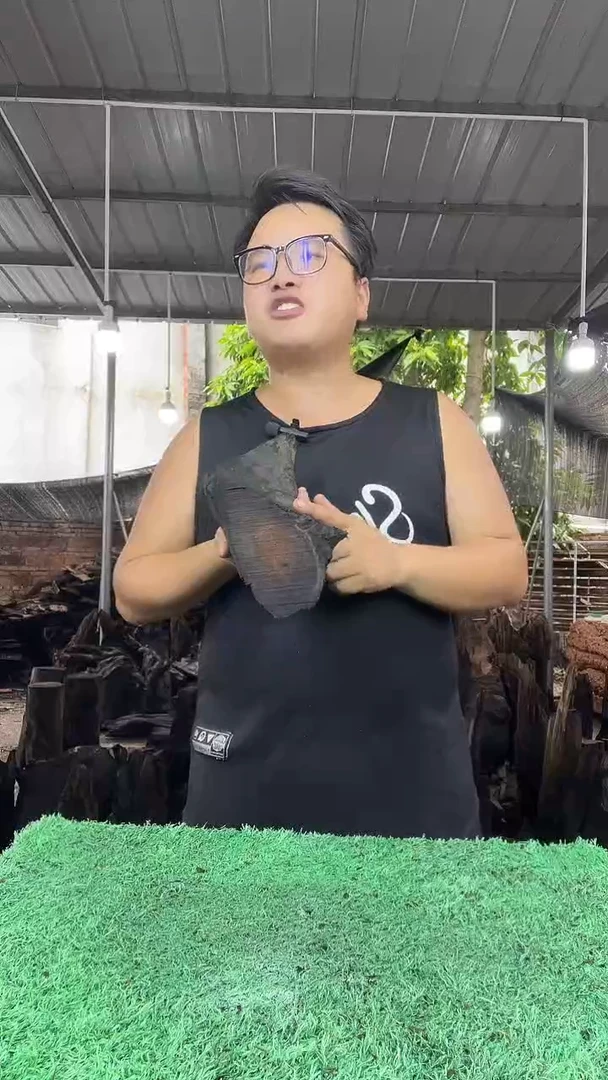 金丝楠小叶桢楠205