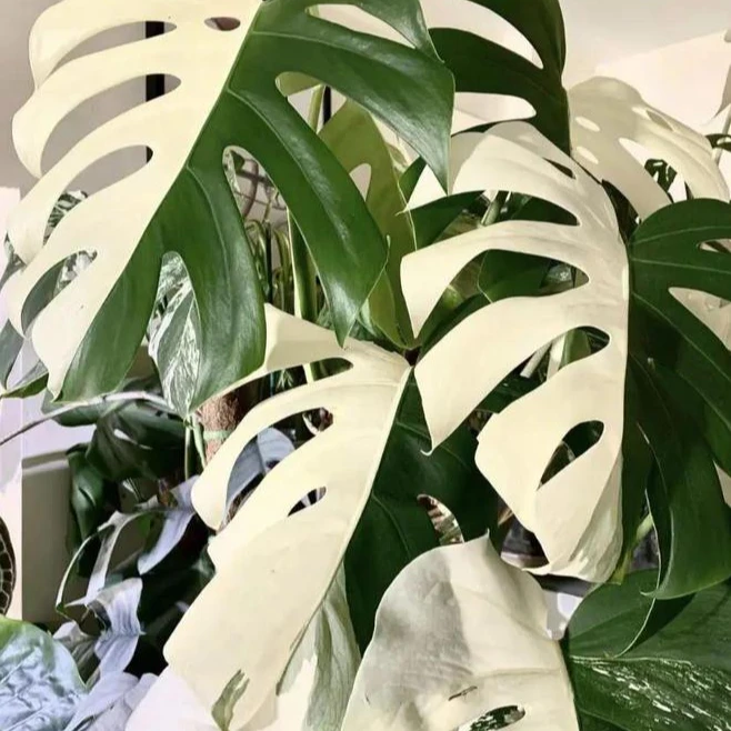 白锦龟背竹   一物一拍   看清选项