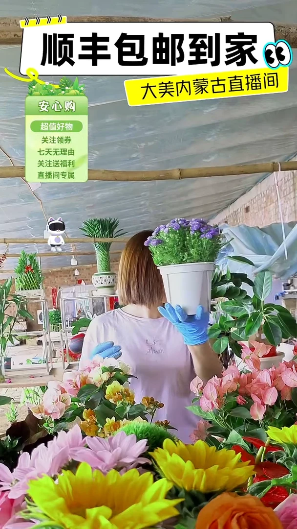 完全开放紫风铃原盆