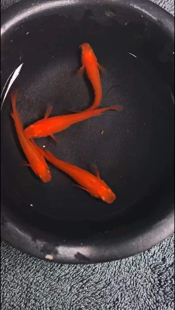 青鳉鱼观背青鳉01