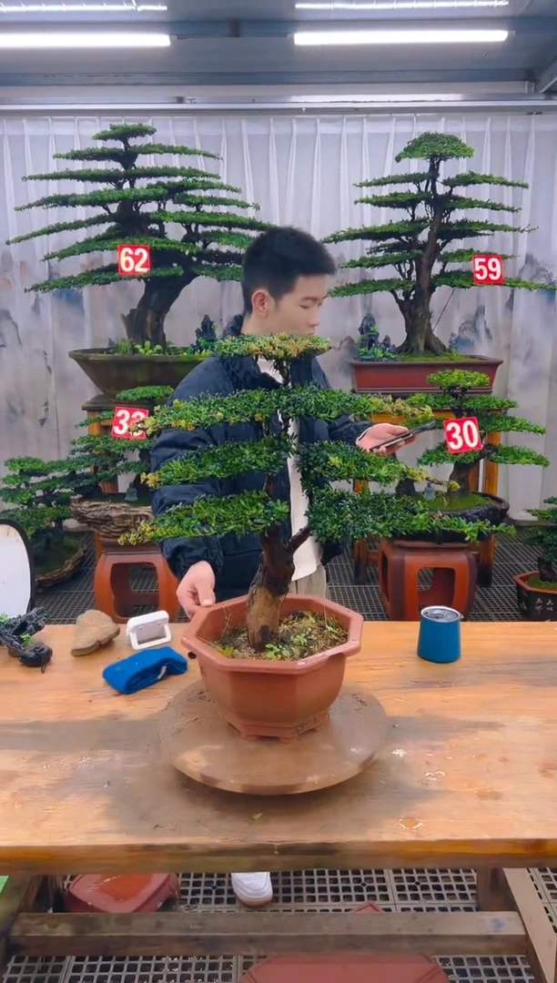 无花朵精品盆景直播间一物一拍