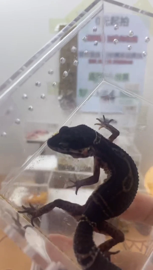 豹纹守宫豹纹守宫幼苗亚成体成体肥尾