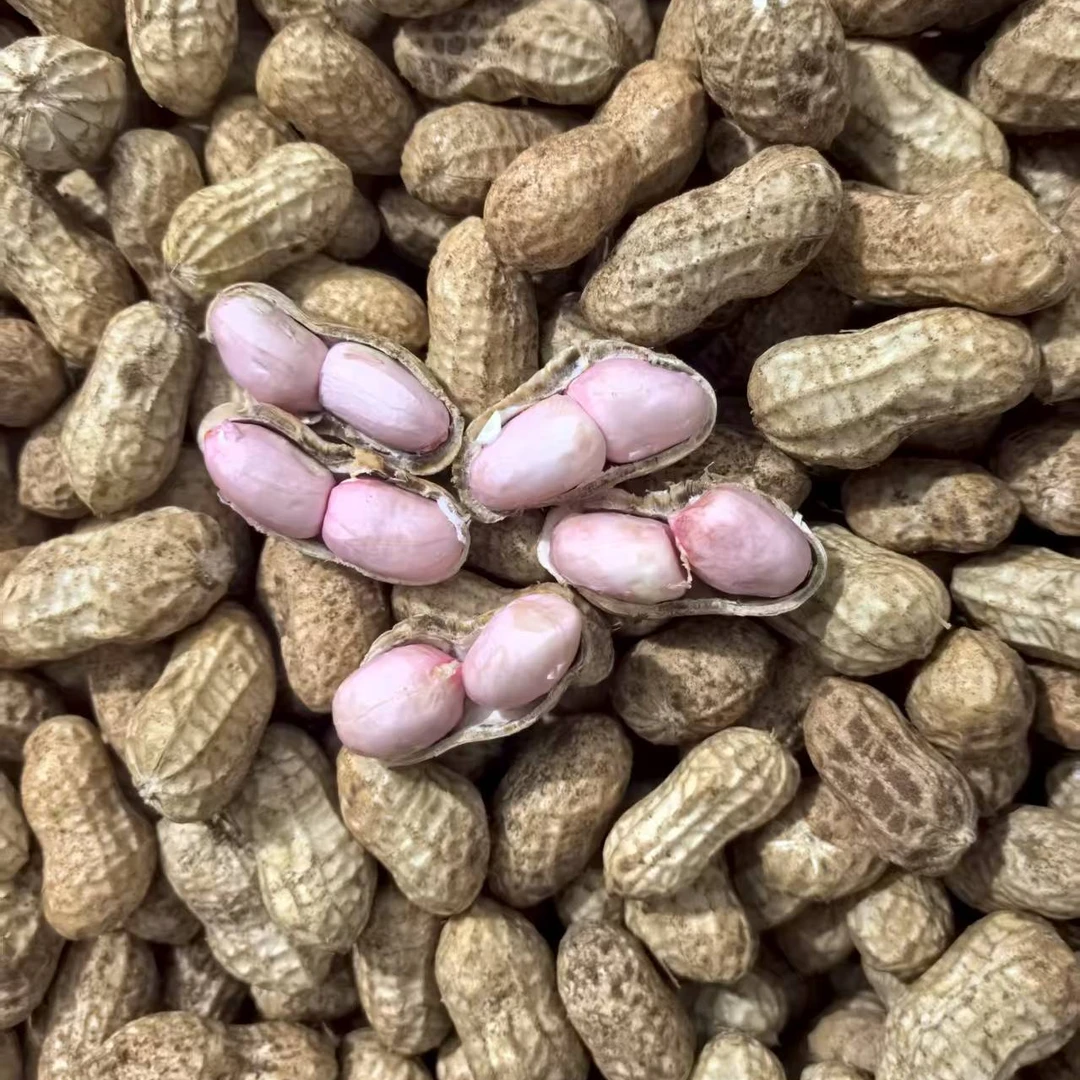四川自贡五宝粉皮新鲜花生农家自种露天花生现挖带壳饱满