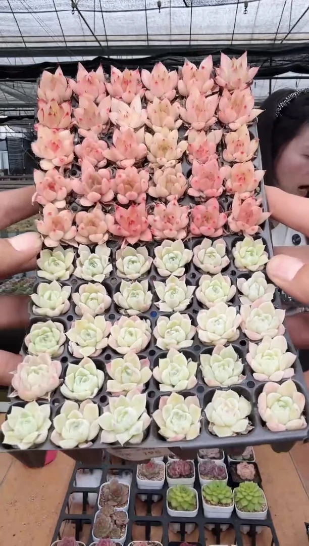 东云多肉园新款-195