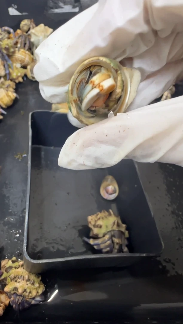 1.4口异色紫陆寄居蟹